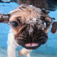 Illustration for article titled There's NOTHING cuter than these puppies swimming underwater